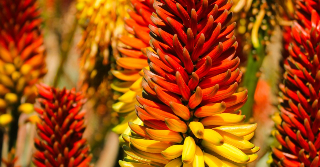 19 Hummingbird Attracting Plants for a Vibrant Garden Oasis Outdoor